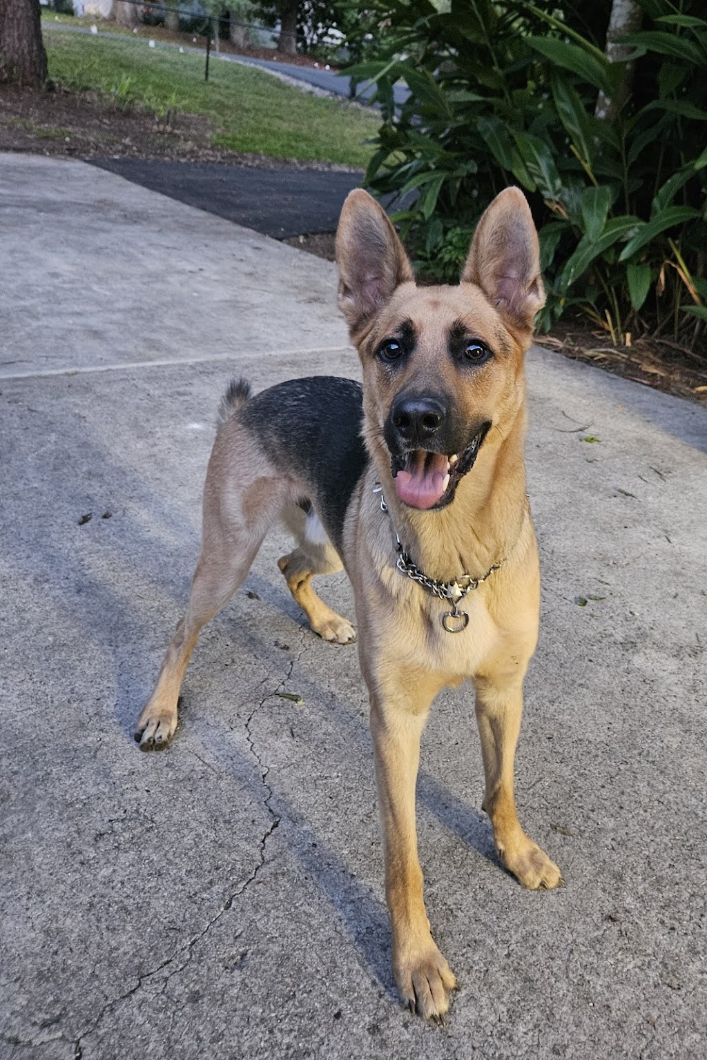 Legacy Vet Care | 17014 Ayers Rd, Brooksville, FL 34604, USA | Phone: (352) 900-2673