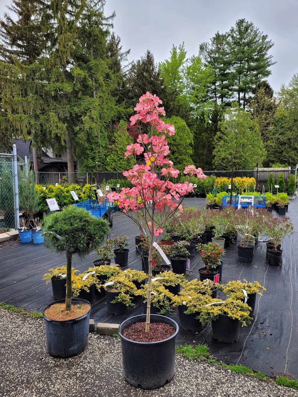 BLUE STAR NURSERY LTD. | 5056 Malden Rd, Windsor, ON N9E 3T9, Canada | Phone: (519) 966-5673