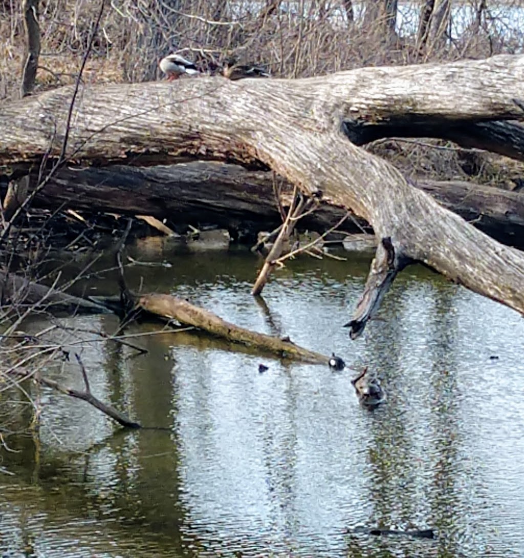 Strickers Pond Conservation Park | 7214 Longmeadow Rd, Madison, WI 53717 | Phone: (608) 266-4711