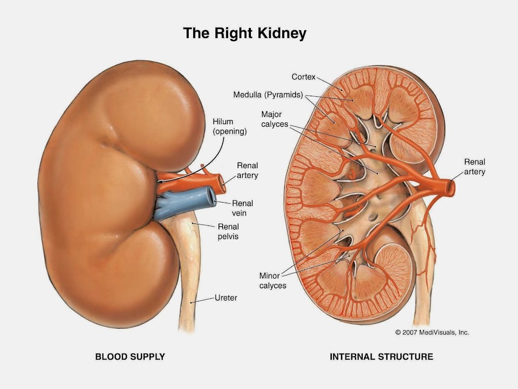 AZ TRANSPLANT ASSOCIATES | 2218 N 3rd St Ac, Phoenix, AZ 85004, USA | Phone: (602) 252-2543