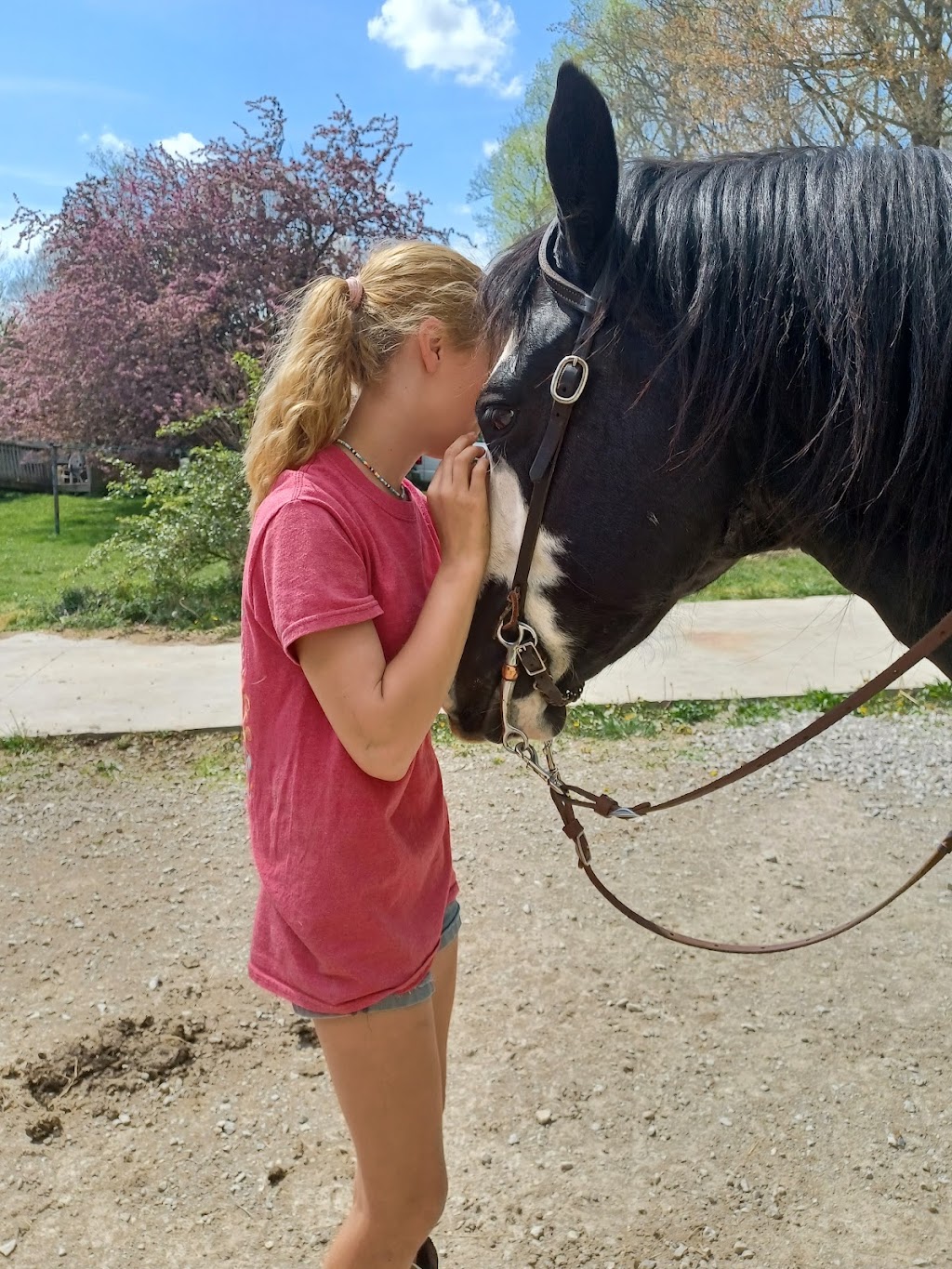 Shangri-La Horse training | 12515 IN-160, New Pekin, IN 47165, USA | Phone: (502) 648-6950