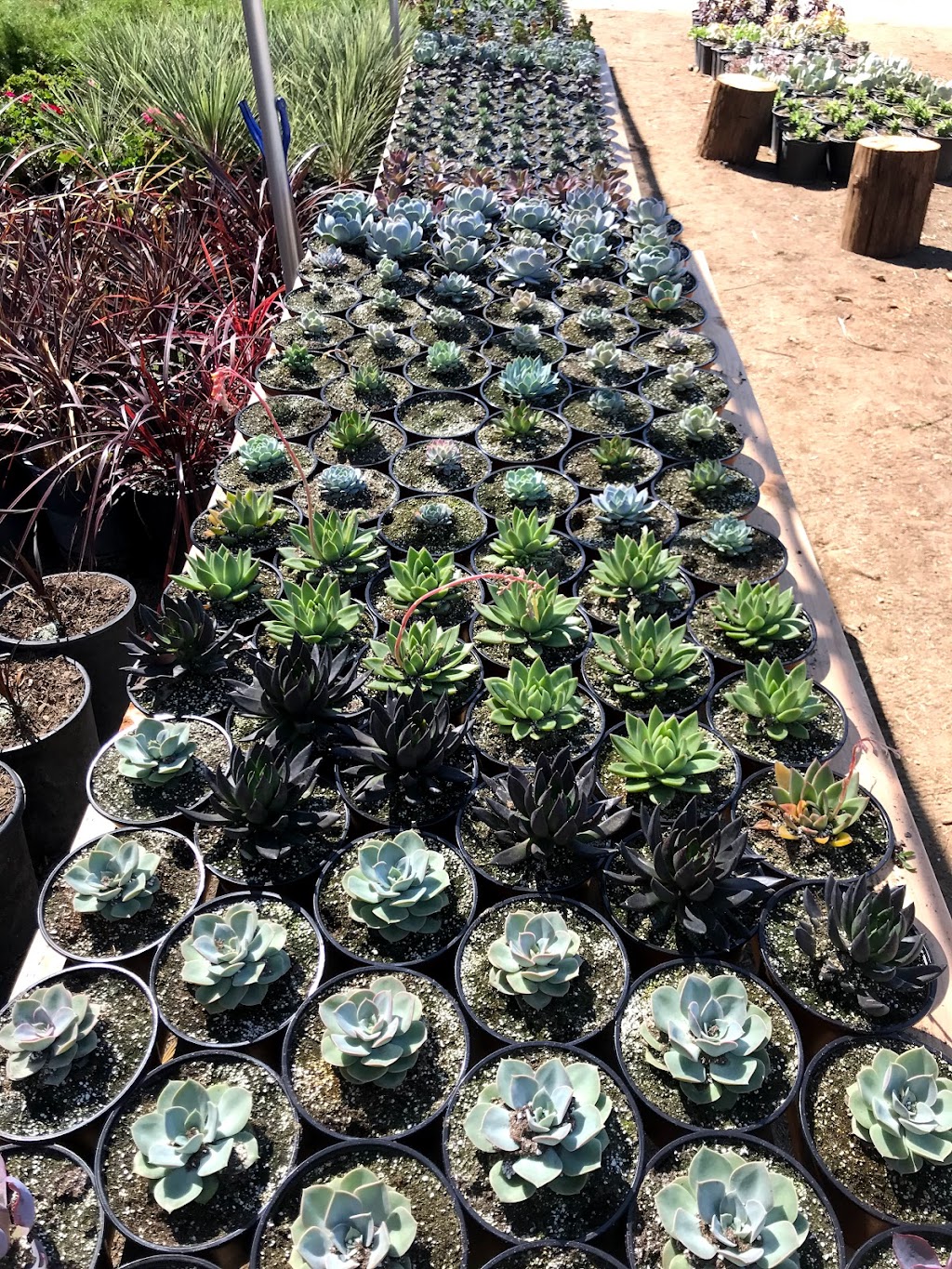 Southern Hill Nursery, Inc | 31730 Sage Rd, Hemet, CA 92544, USA | Phone: (951) 767-1011