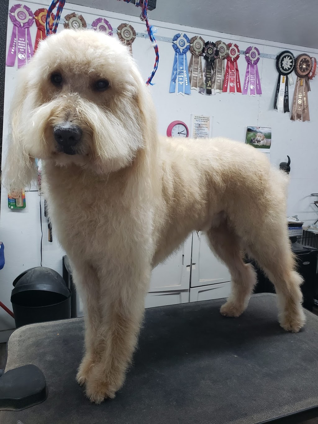 Happy Tails Groom & Board | 1411 US-61 South, Tunica, MS 38676, USA | Phone: (662) 357-8003