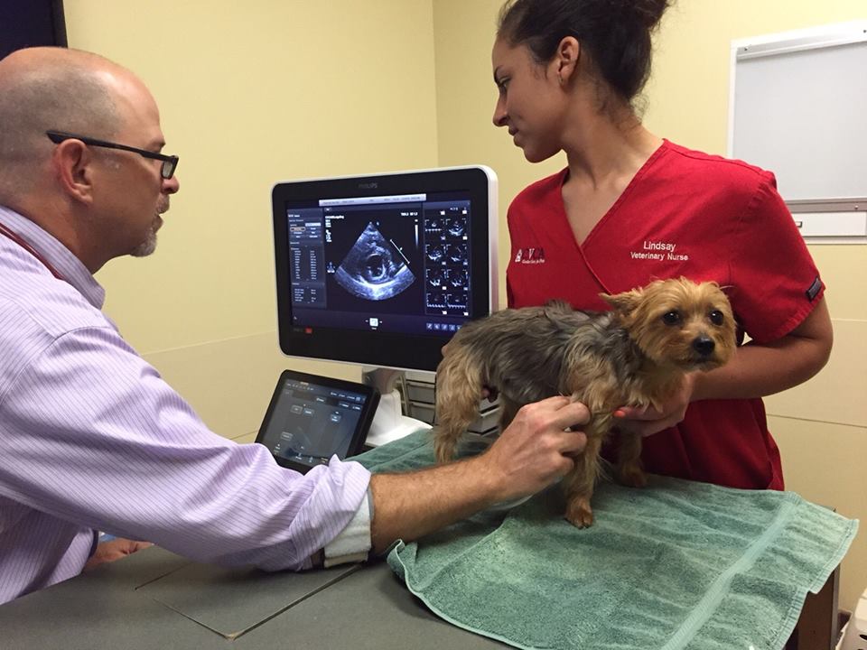 CVCA Cardiac Care For Pets | 13160 Magisterial Dr, Louisville, KY 40223, USA | Phone: (502) 410-0034