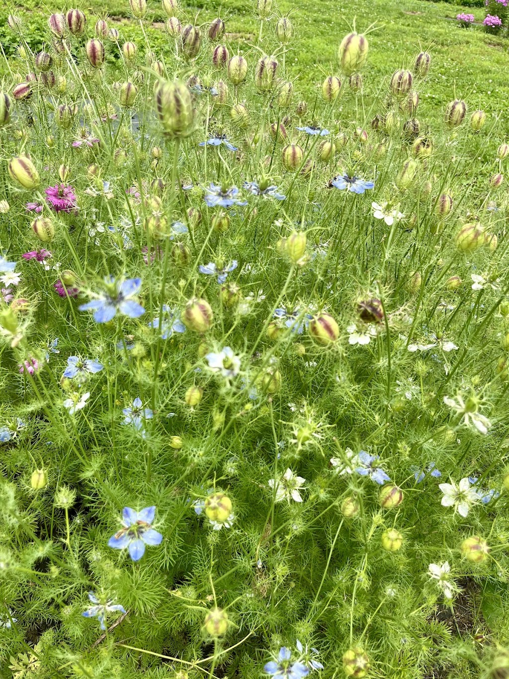 Chickapoo Farm-Country Escapes & Pick Your Own Gardens | 1167 Haley Rd, Shelbyville, KY 40065, USA | Phone: (502) 640-3033