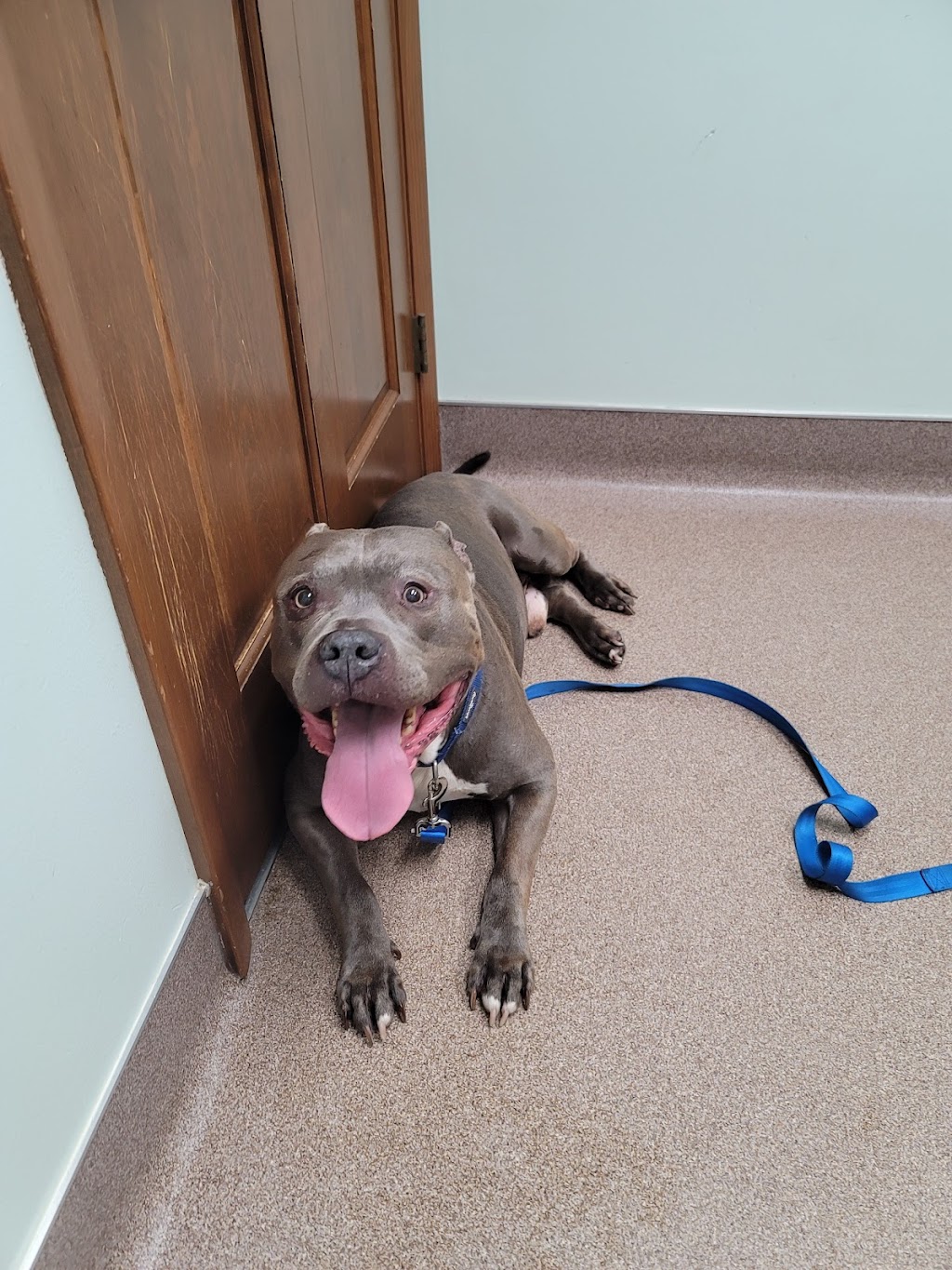 The Pony Express Veterinary Hospital in 893 Lower Bellbrook Rd, Xenia