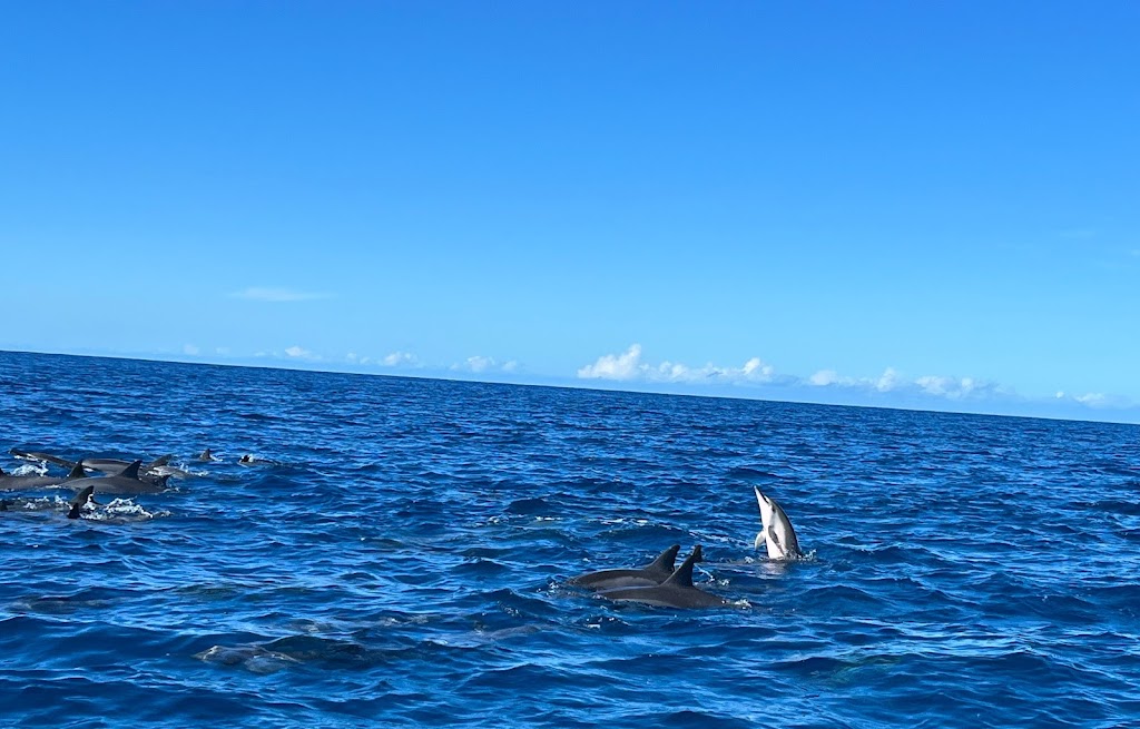 Dolphin Excursions Hawaii | 85-491 Farrington Hwy, Waianae, HI 96792, USA | Phone: (808) 239-5579