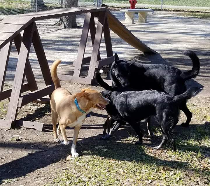 Friends of Raising Canes Camilla City Bark Park | 901 Howze Beach Rd, Slidell, LA 70458 | Phone: (985) 646-4371