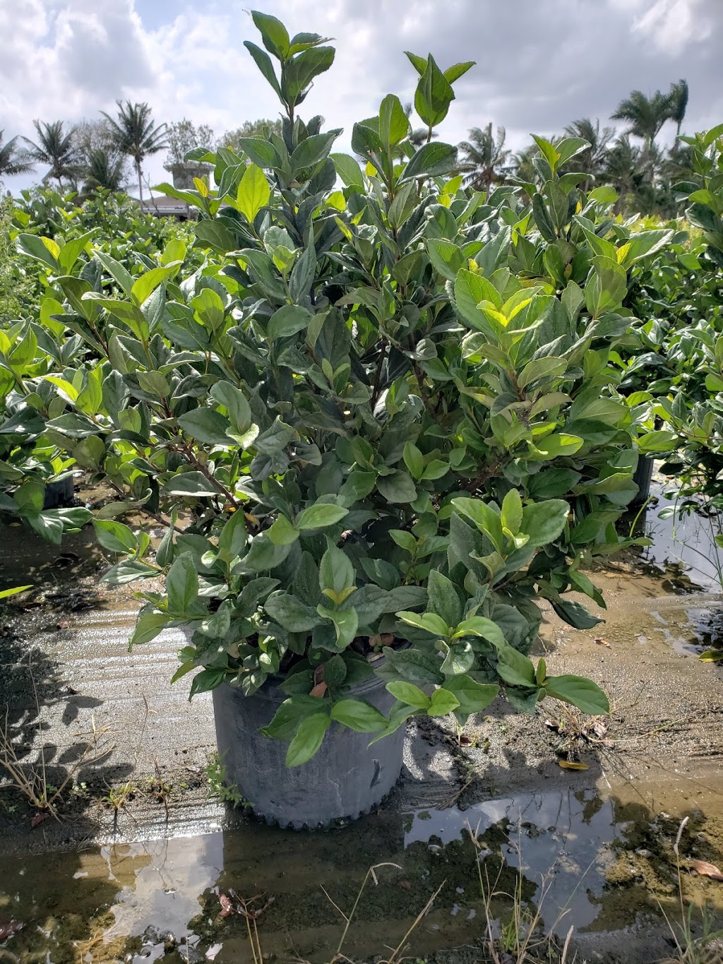 Caballeros Plants Nursery Inc | 18550 SW 168th St, Miami, FL 33187, USA | Phone: (786) 295-3413