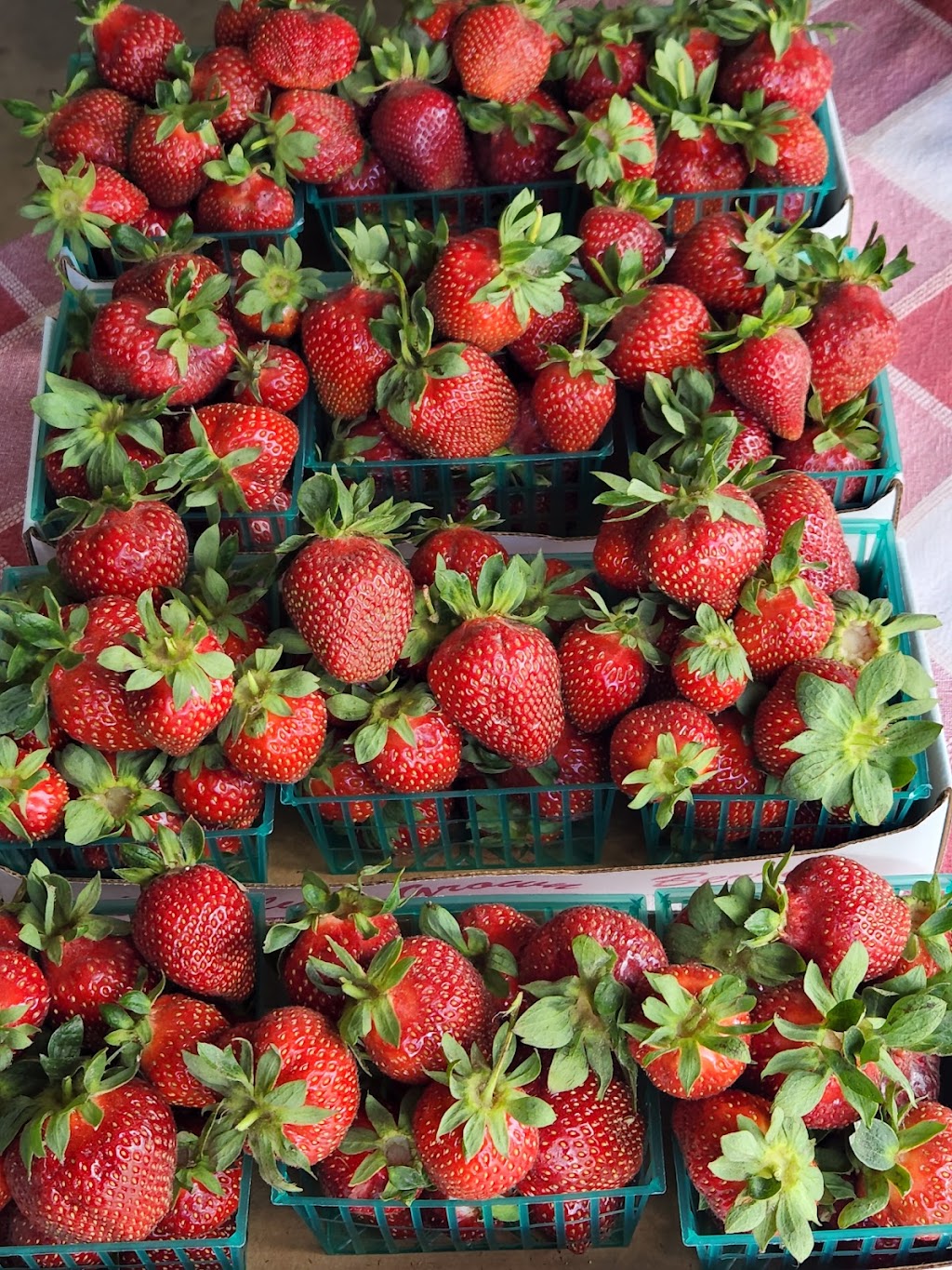 Strawberry patch AKA Bell Berries | 14891 Bell Dr, Livingston, CA 95334, USA | Phone: (209) 996-2634