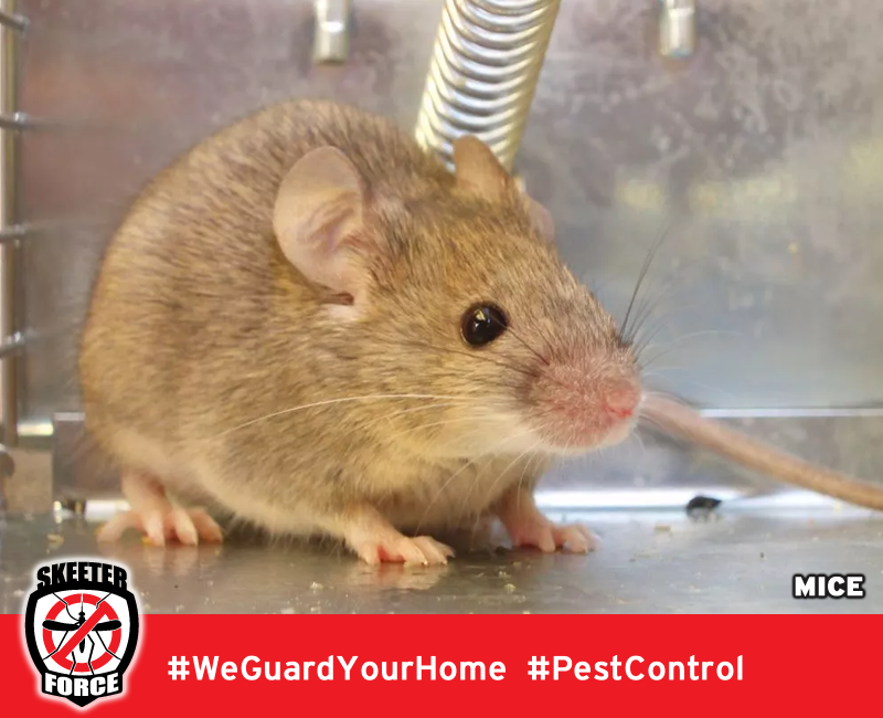 Skeeter Force LLC | 140 Golden Pheasant Dr, Slidell, LA 70461, USA | Phone: (985) 774-1189