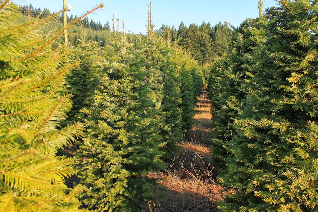 Christmas Trees West, LLC | 45619 NW David Hill Rd, Forest Grove, OR 97116, USA | Phone: (503) 939-5511