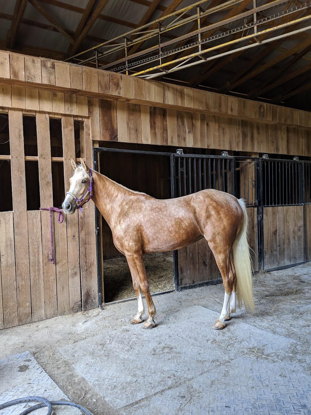 Shangri-La Horse training | 12515 IN-160, New Pekin, IN 47165, USA | Phone: (502) 648-6950