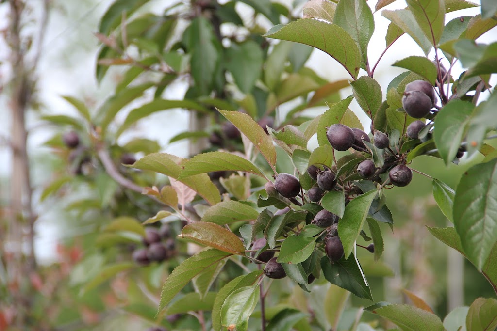 Browns Orchard and Cider Company | 267 Southview Rd, McDonald, PA 15057, USA | Phone: (724) 356-7960