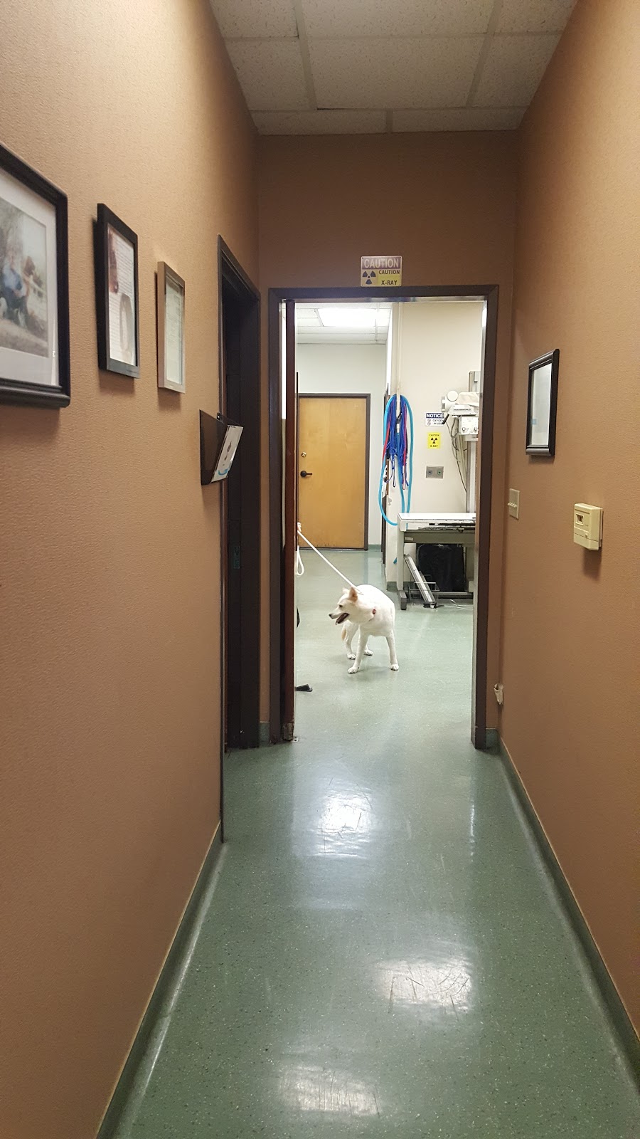 Calaveras Veterinary Clinic | 140 W Calaveras Blvd, Milpitas, CA 95035, USA | Phone: (408) 262-7200