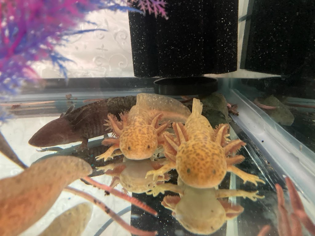 Ideal Axolotl | 3705 Huntwick Dr, Fort Worth, TX 76123, USA | Phone: (817) 230-3506