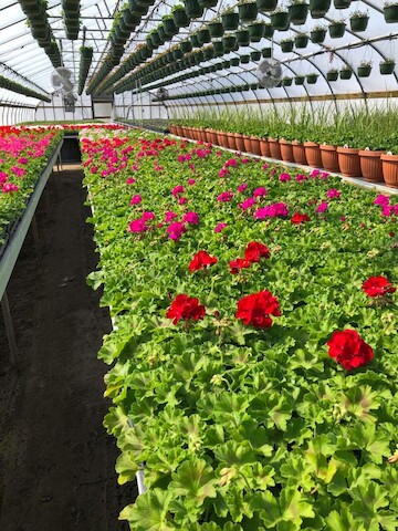 Dave Nelson Greenhouse, L.L.C. | 23126 164th St. N, Co Rd 15, Big Lake, MN 55309, USA | Phone: (763) 263-3495