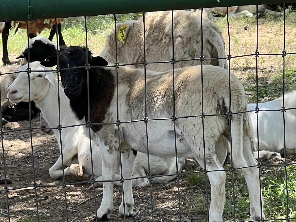 Salamis Farms | 10349 Shadow Valley Ct, Burleson, TX 76028, USA | Phone: (918) 815-0245