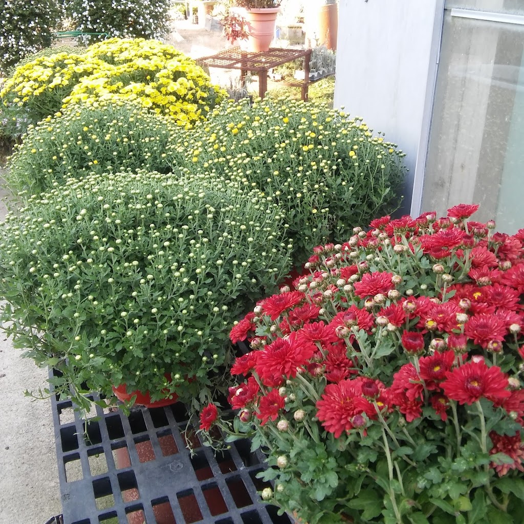 Scioto Blooms Greenhouse | 13071 Walker Rd, Ashville, OH 43103, USA | Phone: (740) 983-6655