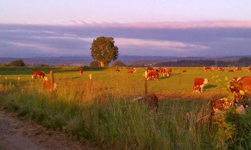 Lonely Lane Farms | 9970 Lonely Ln NE, Mt Angel, OR 97362, USA | Phone: (503) 845-4252