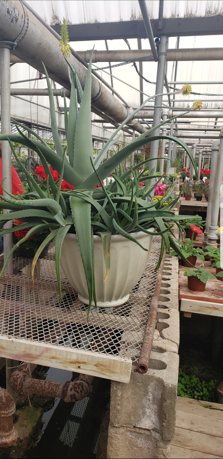 Mandel Greenhouses Florist | 13061 24 Mile Rd, Shelby Township, MI 48315, USA | Phone: (586) 781-2080