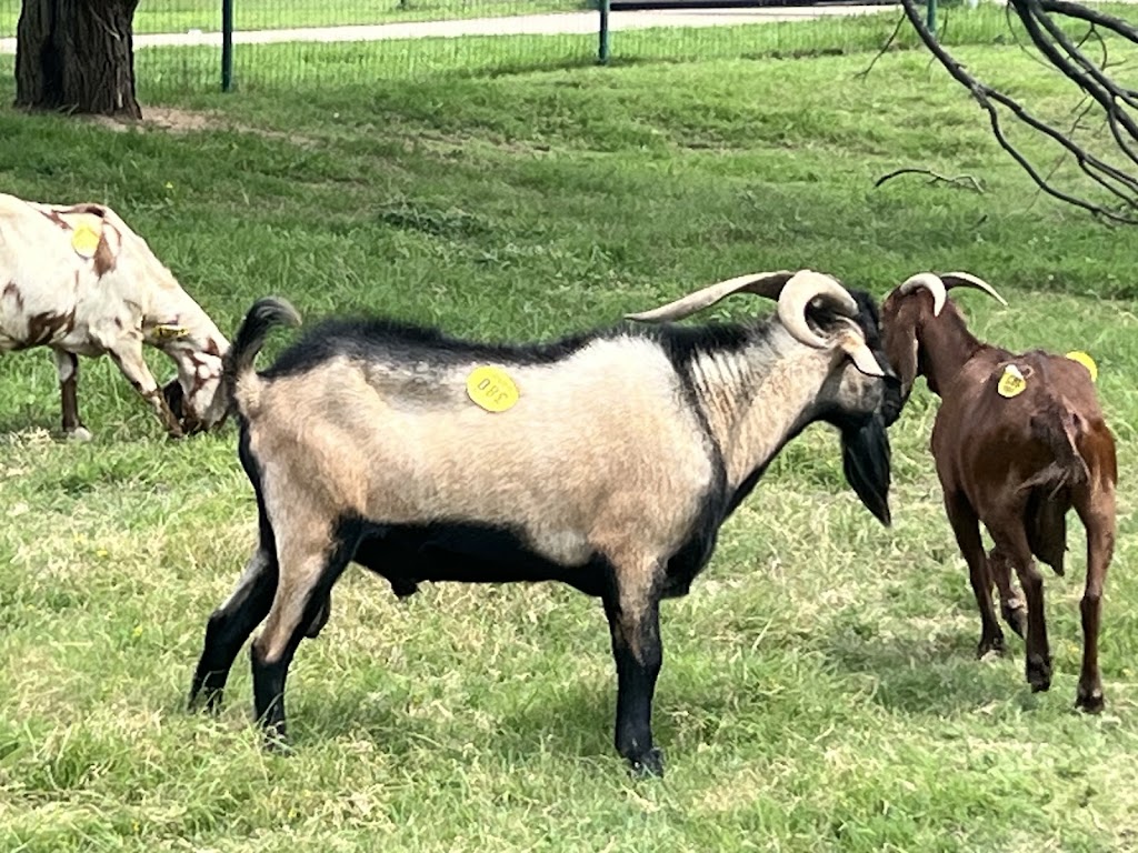 Salamis Farms | 10349 Shadow Valley Ct, Burleson, TX 76028, USA | Phone: (918) 815-0245