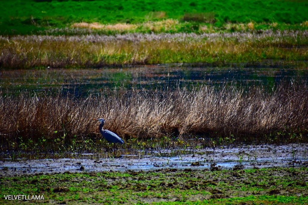 Ridgefield National Wildlife Refuge | 28908 NW Main Ave- Carty Unit & 1071 S Hillhurst Rd.- River S Unit, Ridgefield, WA 98642, USA | Phone: (360) 887-4106