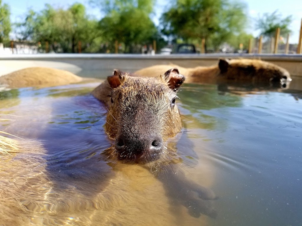 Tucson Petting Zoo and Funny Foot Farm | 2405 W Wetmore Rd, Tucson, AZ 85705, USA | Phone: (520) 399-6555