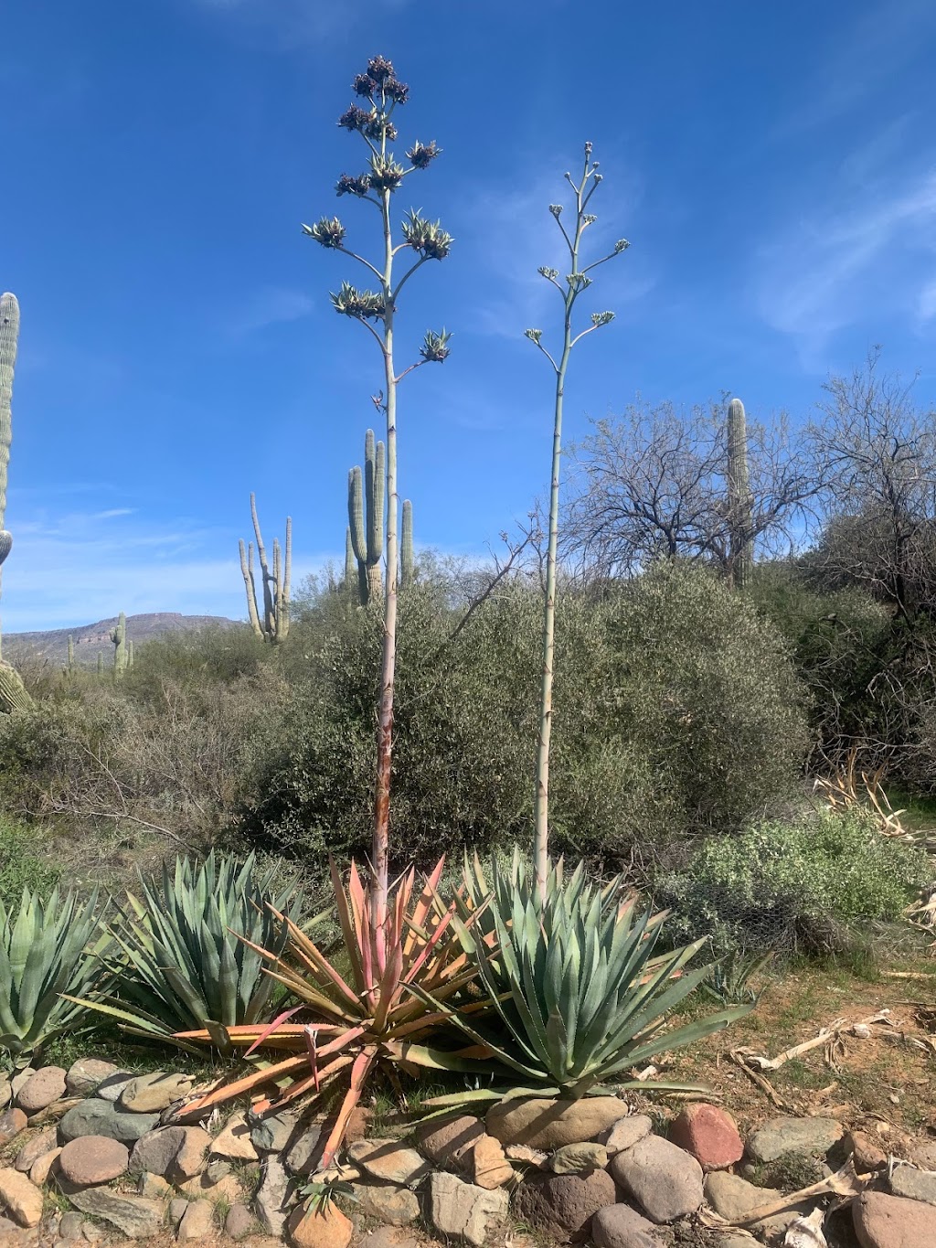 Spur Cross Ranch Conservation | 44000 N Spur Cross Rd, Cave Creek, AZ 85331, USA | Phone: (602) 506-2930