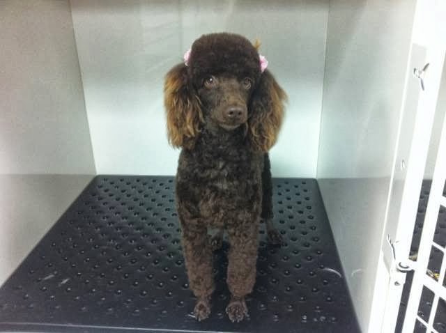 Pup Culture Pet Spaw | 3762 Mission Ave Unit 105, Oceanside, CA 92058, USA | Phone: (760) 433-7877