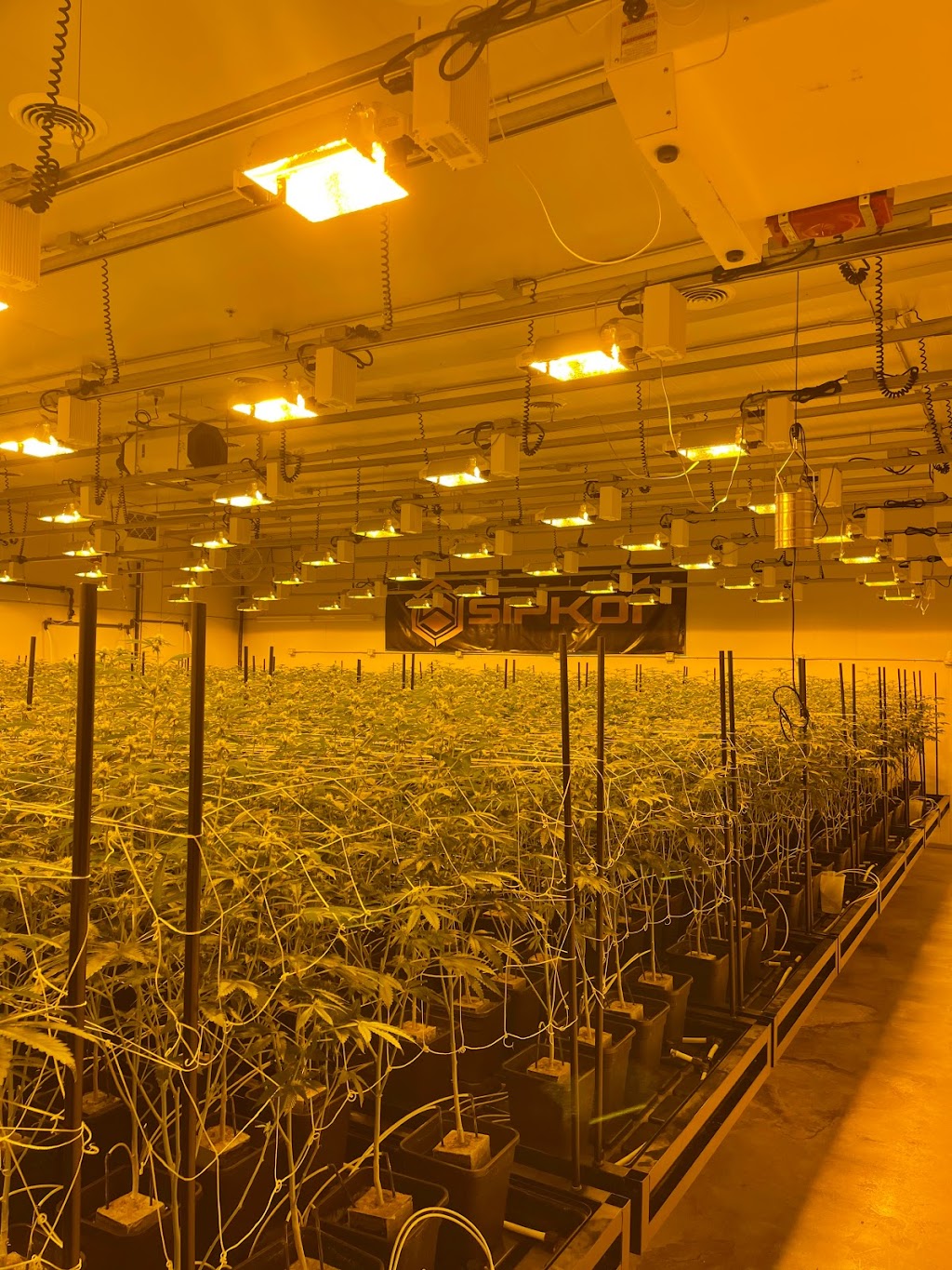 Sipkoi | 24685 Alessandro Blvd, Moreno Valley, CA 92553, USA | Phone: (951) 800-8073