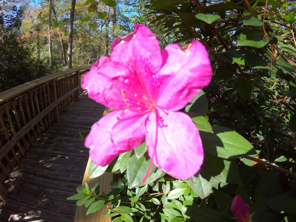 St. Tammany Trace Parish Paved Bike Trailhead | 2289 Gause Blvd W, Slidell, LA 70460, USA | Phone: (985) 781-1229