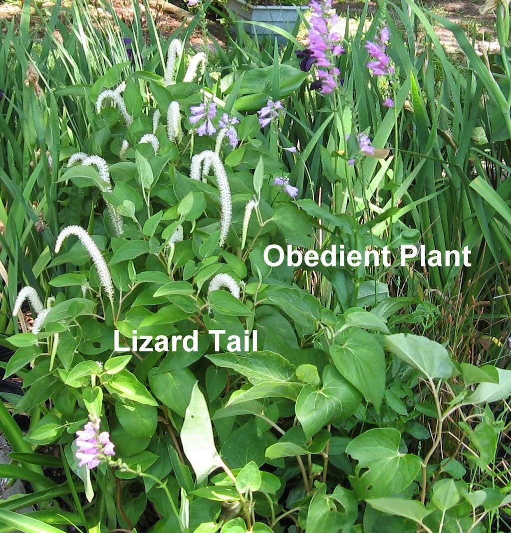 Wonderful Water Lilies | 5227 Box Turtle Cir, Sarasota, FL 34232, USA | Phone: (941) 378-9146