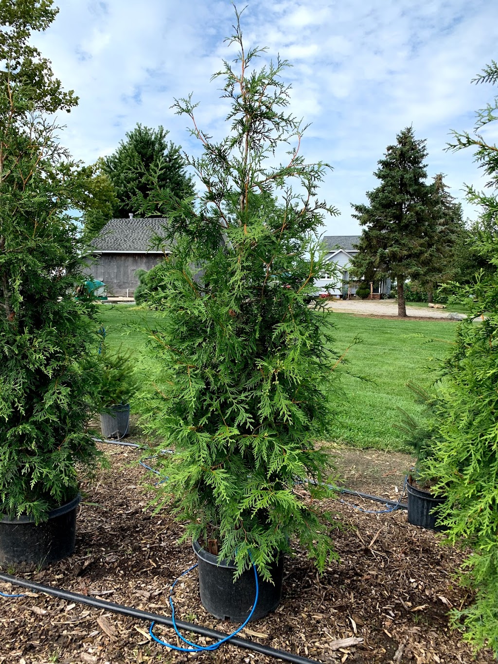 Windy Acres Nursery | 7539 US-223, Ottawa Lake, MI 49267, USA | Phone: (419) 266-4127