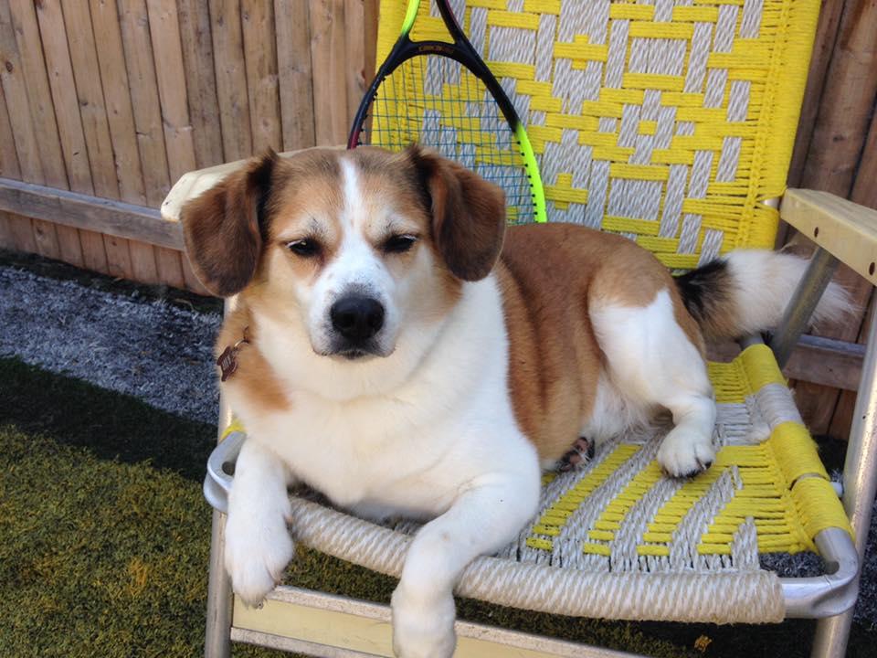 Dogs Retreat | 898 Troy-Schenectady Rd, Latham, NY 12110, USA | Phone: (518) 698-2873