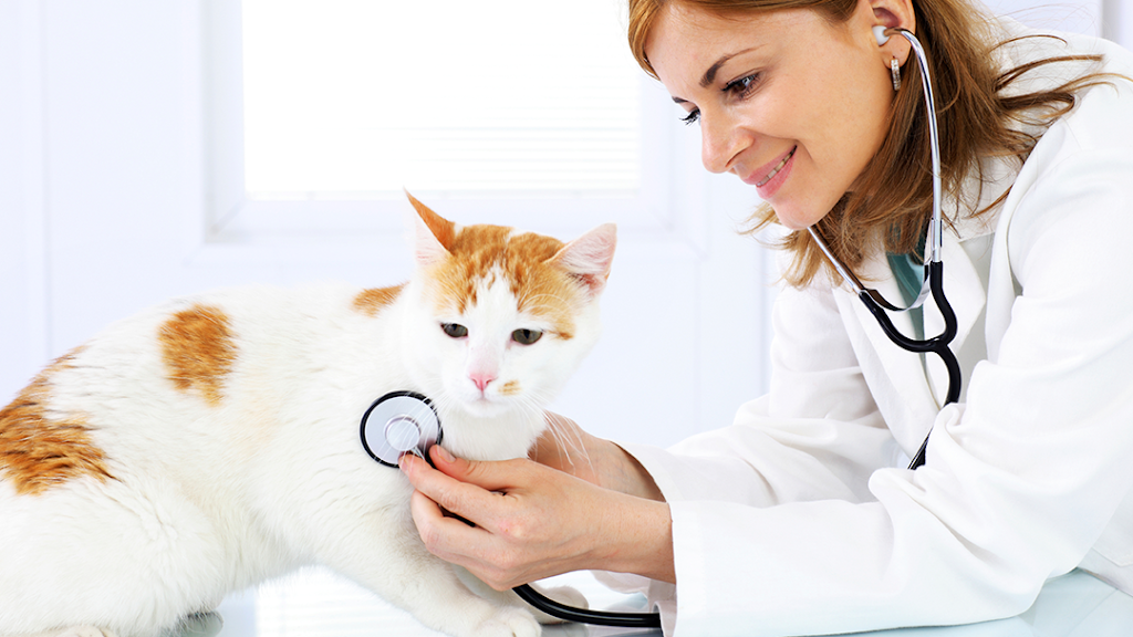 Chesdin Animal Hospital | 25026 Ferndale Rd, Petersburg, VA 23803, USA | Phone: (804) 732-6420