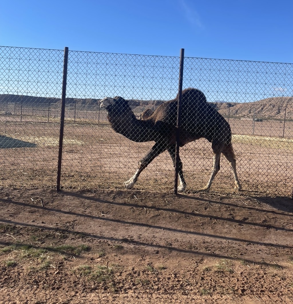 Camel Safari Las Vegas | 2725 River Cliff Rd, Bunkerville, NV 89007, USA | Phone: (800) 836-4036