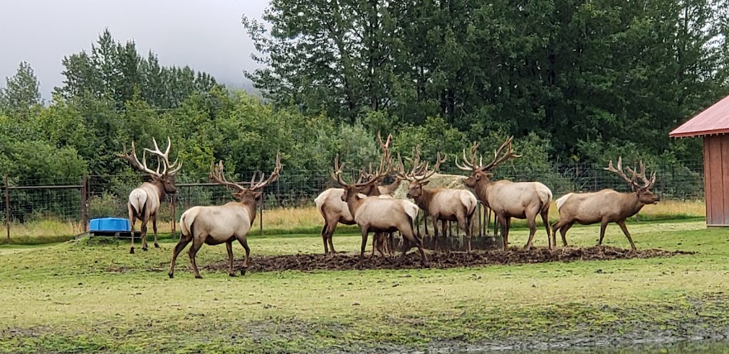 Bull Elk Exhibit | 43520 Seward Hwy, Girdwood, AK 99587, USA | Phone: (907) 783-0058