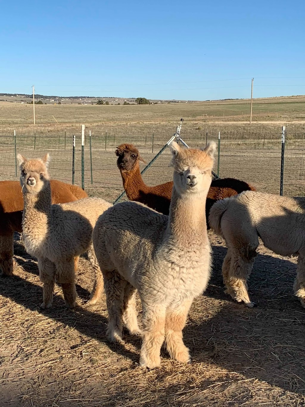 Raisin Bred Alpacas | 8760 Co Rd 134, Kiowa, CO 80117 | Phone: (303) 915-3702