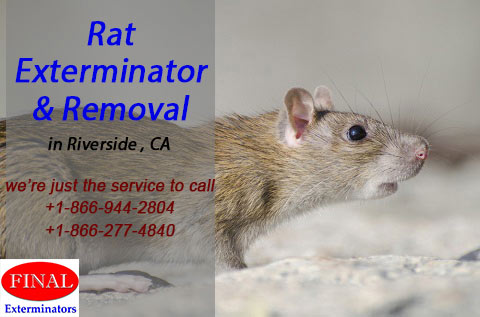 Pest Control Final Exterminators | 2081 3rd St Suite I, Riverside, CA 92507, USA | Phone: (866) 277-4840