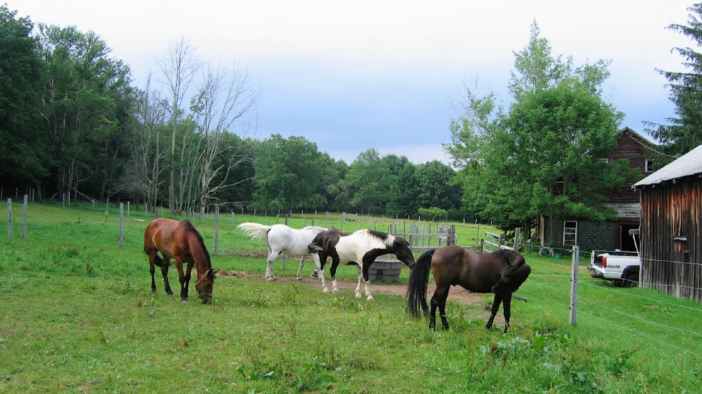 Ohio Carriage Rides | 1271 Joseph Rd, Luckey, OH 43443, USA | Phone: (917) 670-8595