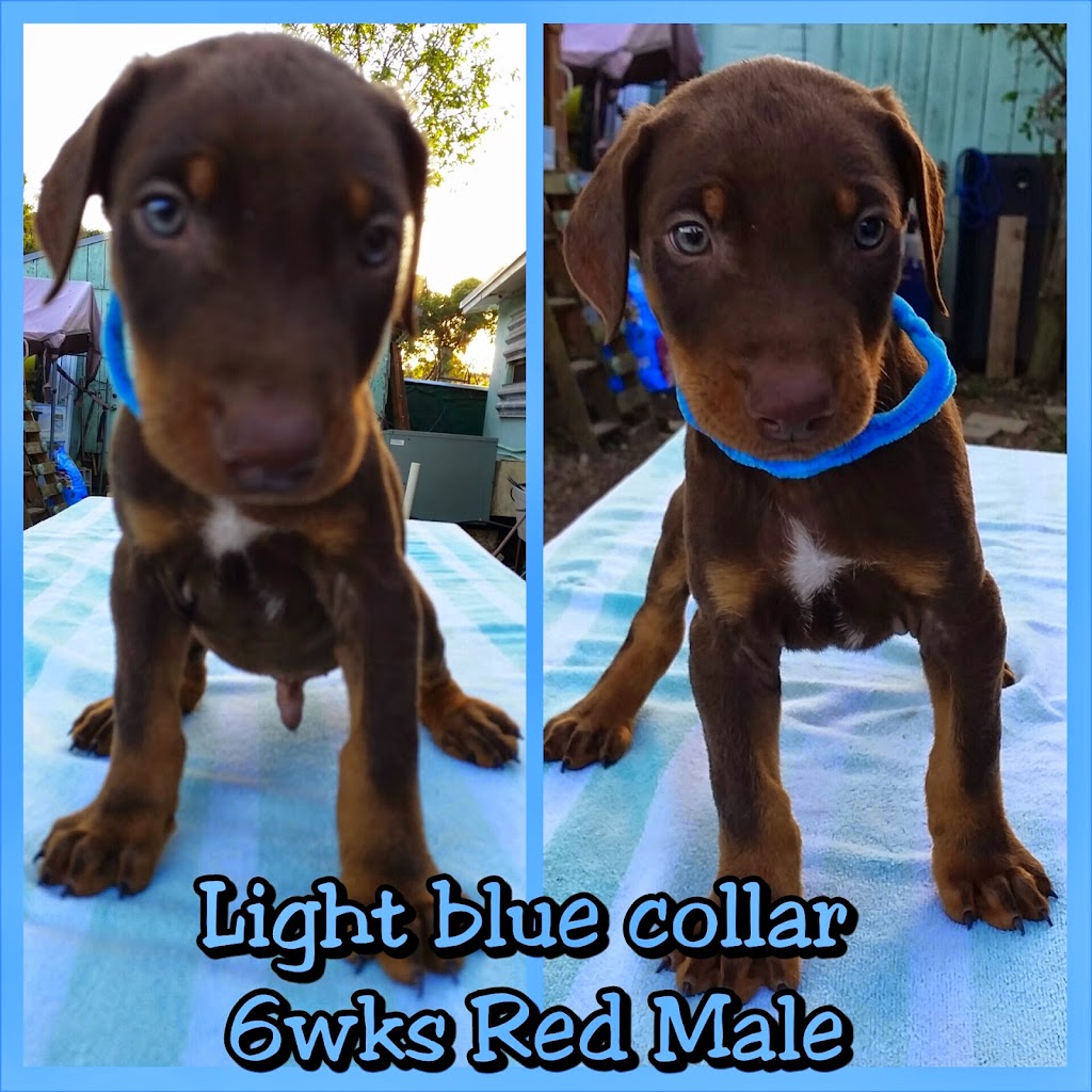 Doberman Pinscher Kennel | 15754 SW 300th Terrace, Homestead, FL 33033, USA | Phone: (305) 812-7227