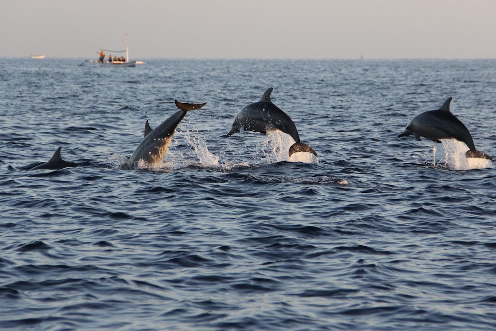 GoKayak! Paddle with a Porpoise! | 64th Street Boat Ramp, Virginia Beach, VA 23451, USA | Phone: (757) 235-4859