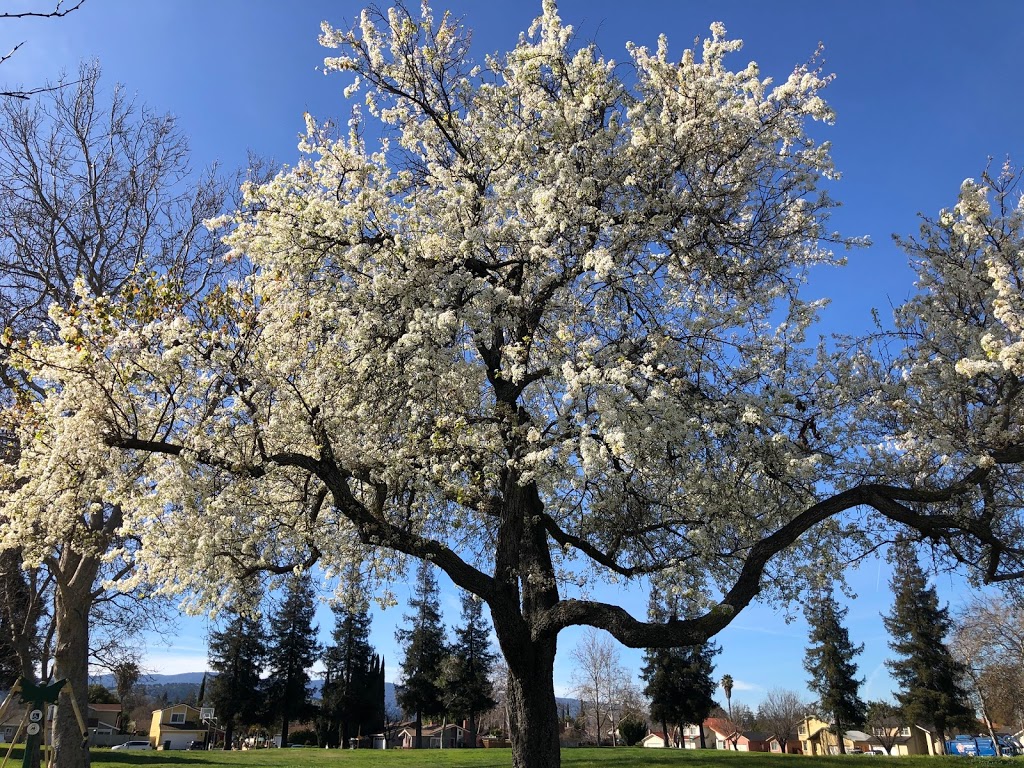Silver Leaf Park | Southpine Dr, San Jose, CA 95138, USA | Phone: (408) 793-5510