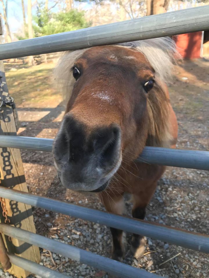 Victory Hill Therapeutic Horsemanship | 1138 Mountain Rd, Port Jervis, NY 12771, USA | Phone: (845) 843-0020