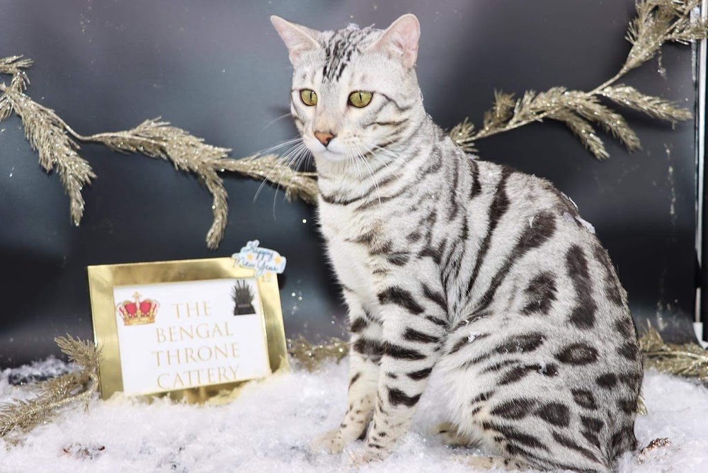 Purr Palz Bengals | 1195 Dearmin Rd, Westfield, NC 27053, USA | Phone: (743) 999-2763