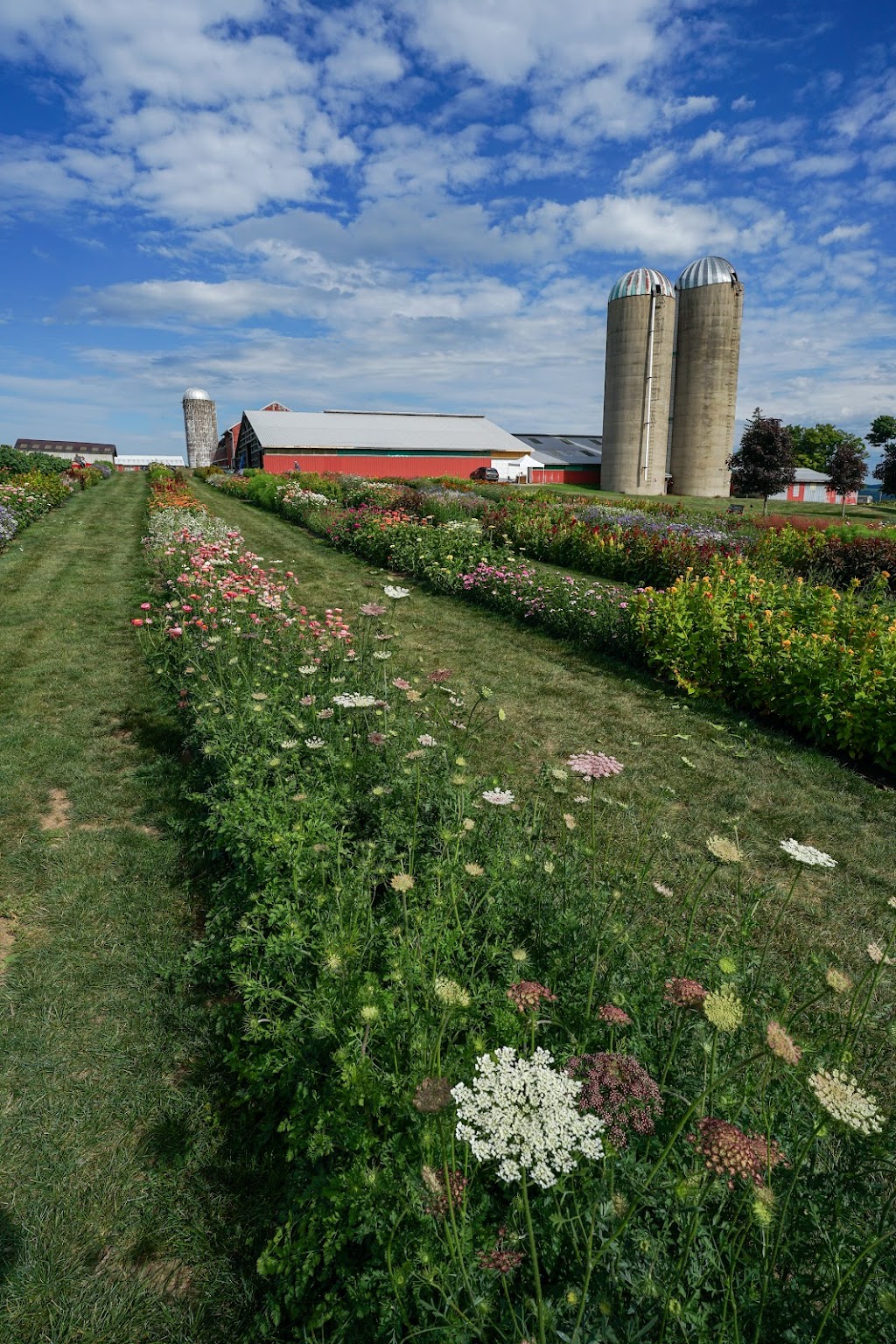 Flowers on the Hill | 5787 W Middlebury Rd, Wyoming, NY 14591, USA | Phone: (585) 356-5491