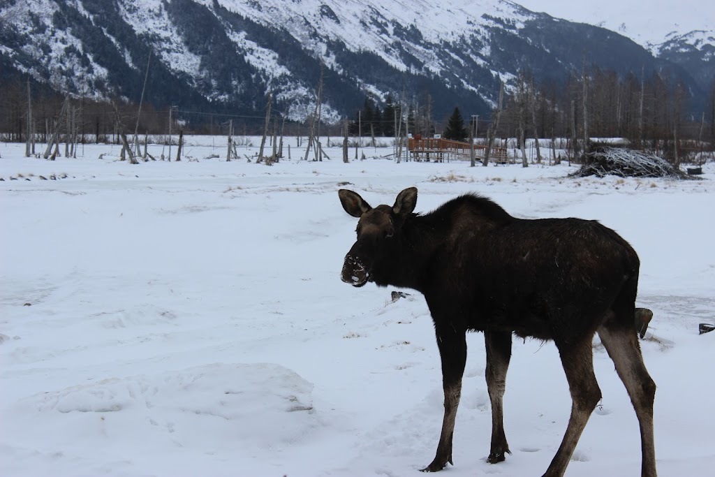 Moose Exhibit | Seward Hwy, Girdwood, AK 99587, USA | Phone: (907) 783-0058