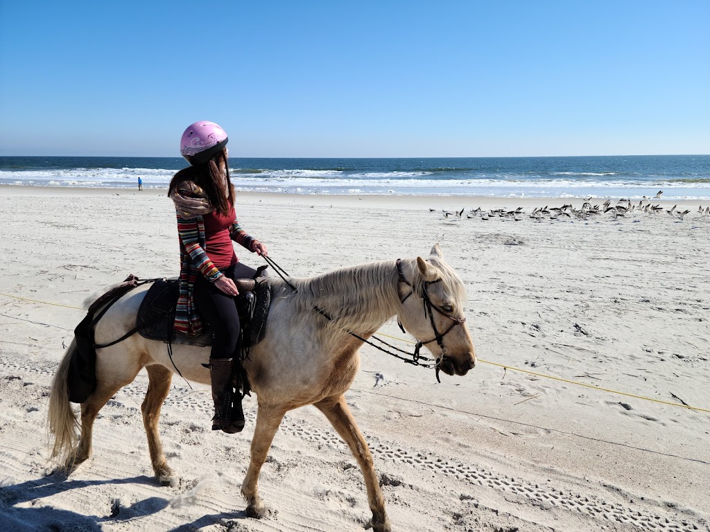 Happy Trails Walking Horses LLC | 4600 Peters Point Rd, Fernandina Beach, FL 32034, USA | Phone: (904) 557-3126