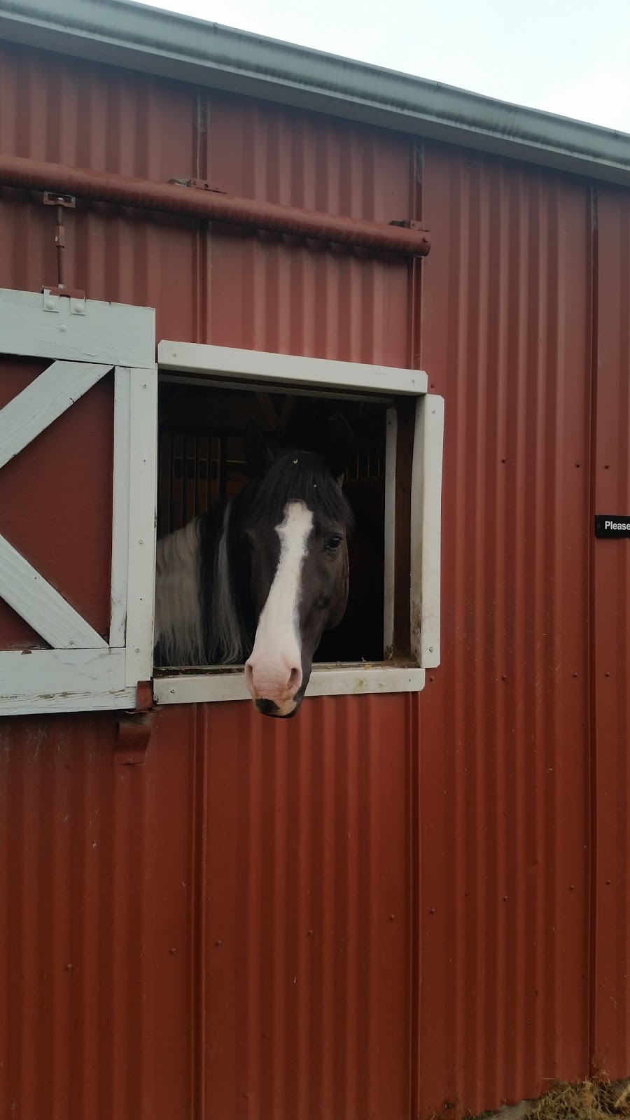 Little Bit Therapeutic Riding | 18675 NE 106th St, Redmond, WA 98052, USA | Phone: (425) 882-1554